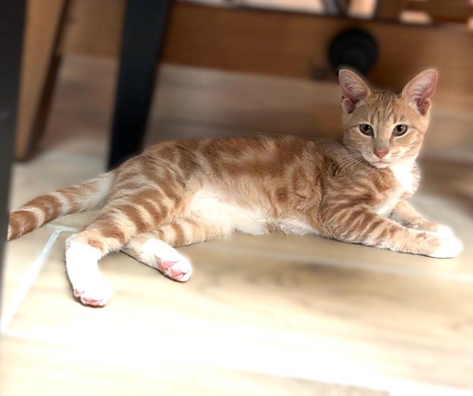 Daisy Mae, a Adopted Tabby in Fort Myers, FL image 1/2