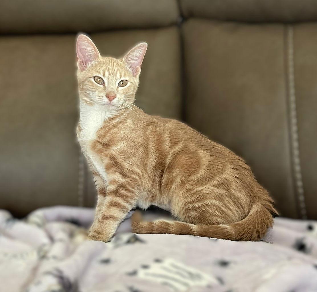 Daisy Mae, a Adopted Tabby in Fort Myers, FL image 2/2