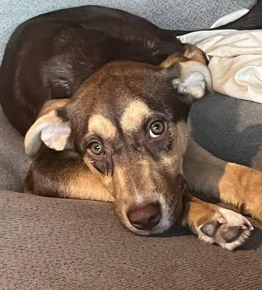Enlarge Hazel, a ADOPTABLE mixed breed in Saint Petersburg, FL image 1/1