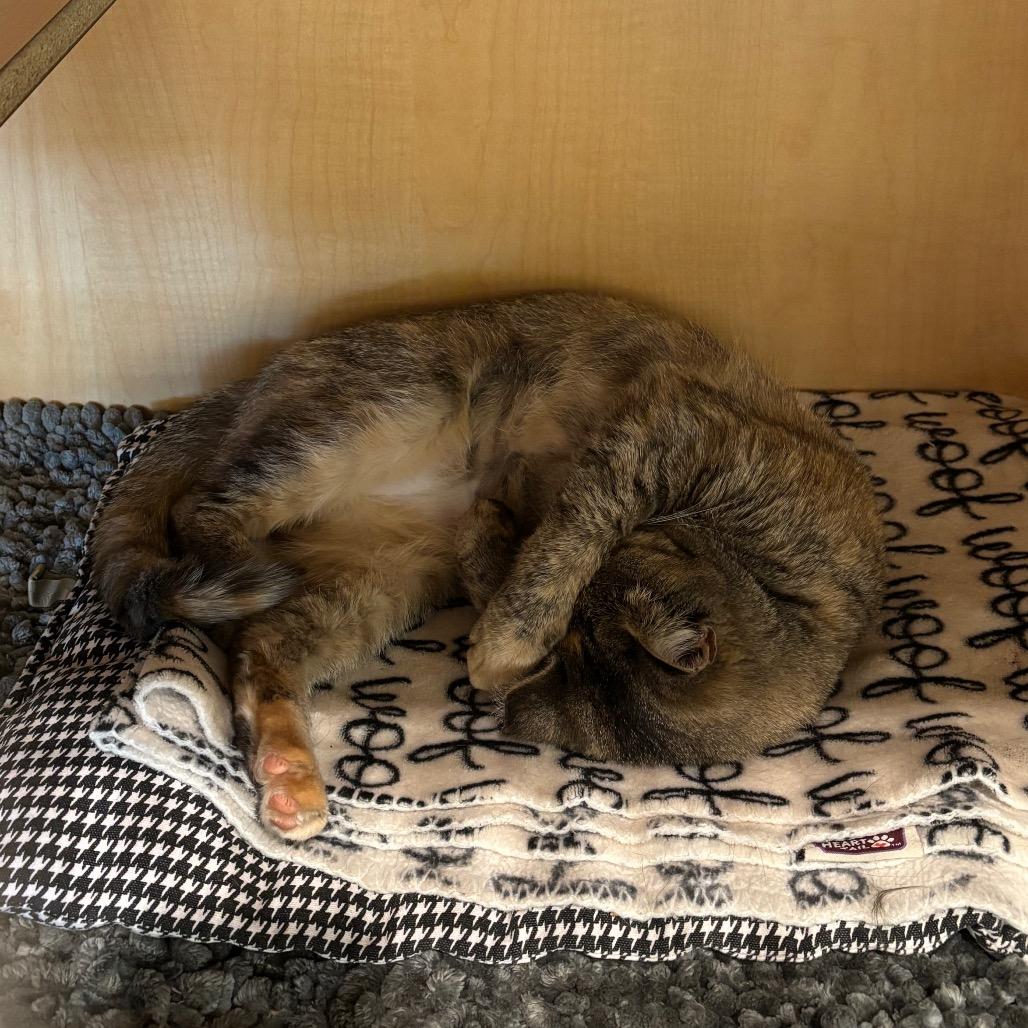 Lucy, Adoptable, Young Female Domestic Short Hair.