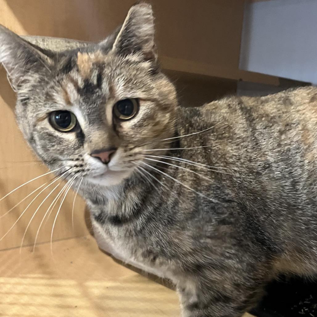 Enlarge Lucy, a Adoptable Domestic Short Hair in Washington Township, OH image 2/5