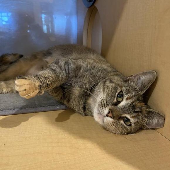 Enlarge Lucy, a Adoptable Domestic Short Hair in Washington Township, OH image 3/5