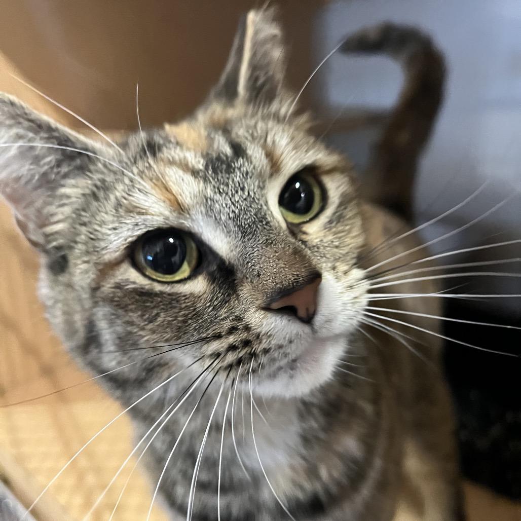 Enlarge Lucy, a Adoptable Domestic Short Hair in Washington Township, OH image 4/5