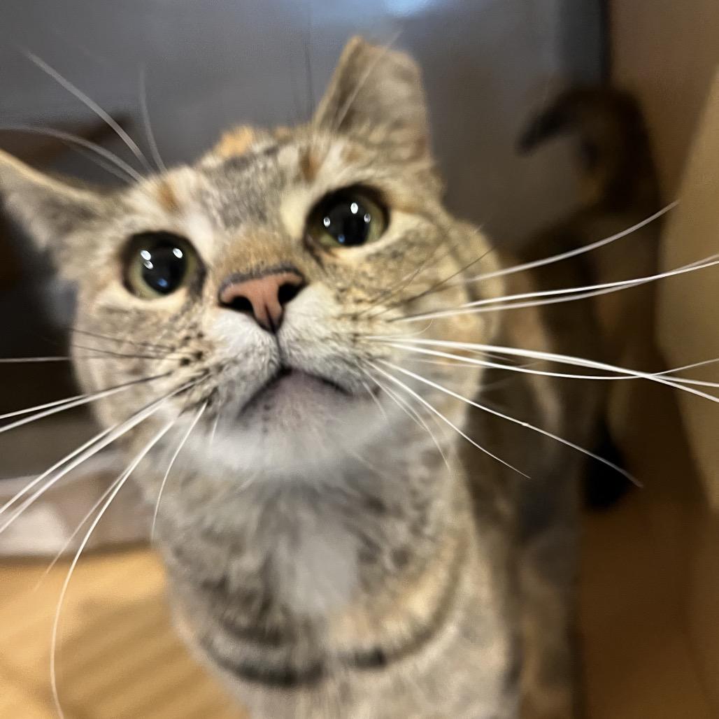 Enlarge Lucy, a Adoptable Domestic Short Hair in Washington Township, OH image 5/5