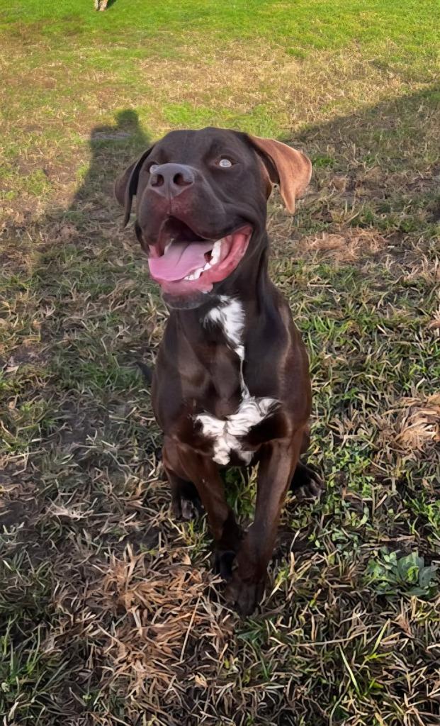 Sheriff, Adoptable, Young Male Labrador Retriever & Terrier.