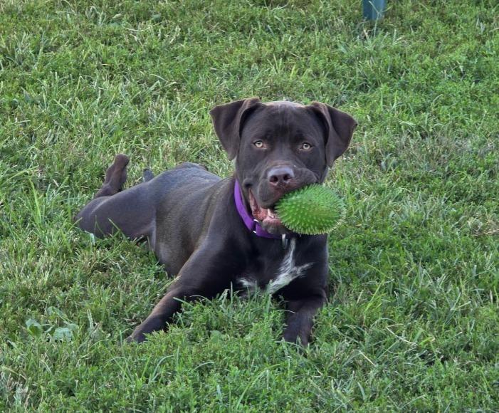 Enlarge Sheriff, a Adoptable mixed breed in South Bend, IN image 2/6