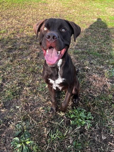 Enlarge Sheriff, a Adoptable mixed breed in South Bend, IN image 3/6