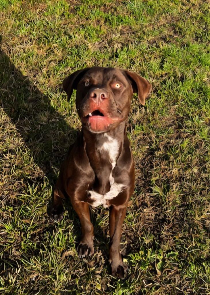 Enlarge Sheriff, a Adoptable mixed breed in South Bend, IN image 4/6