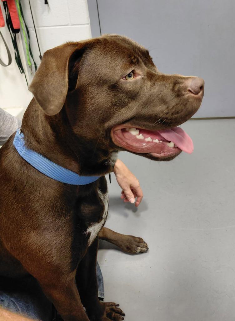 Enlarge Sheriff, a Adoptable mixed breed in South Bend, IN image 5/6