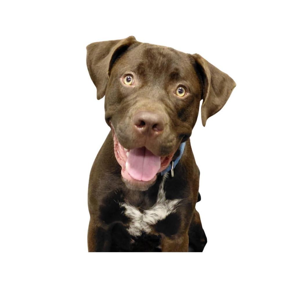 Enlarge Sheriff, a Adoptable mixed breed in South Bend, IN image 6/6
