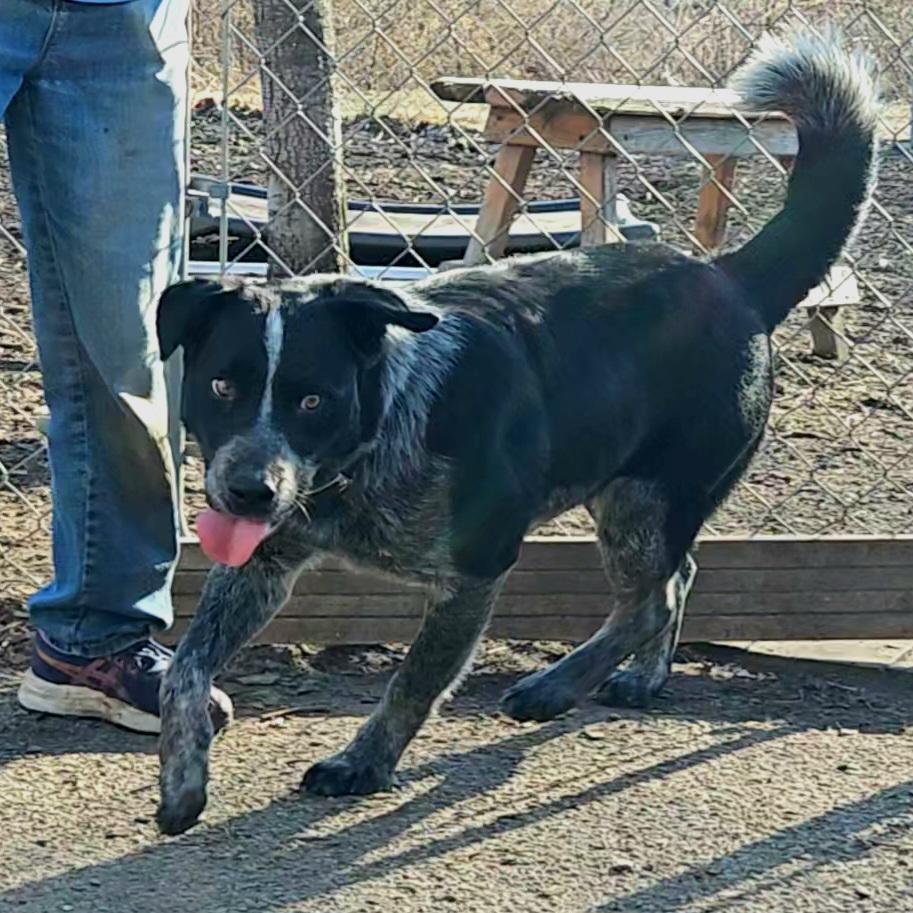 Bluey, a Adoptable mixed breed in Ringwood, NJ image 3/6