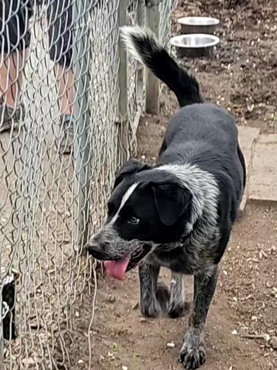 Bluey, a Adoptable mixed breed in Ringwood, NJ image 4/6