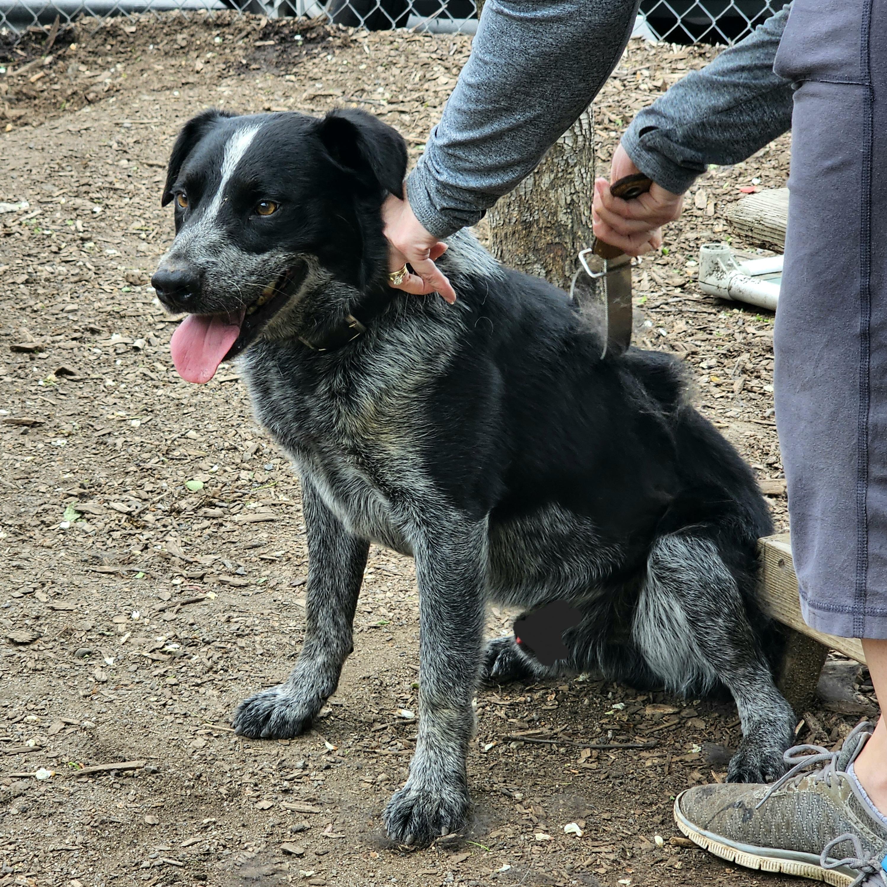 Bluey, a Adoptable mixed breed in Ringwood, NJ image 1/6