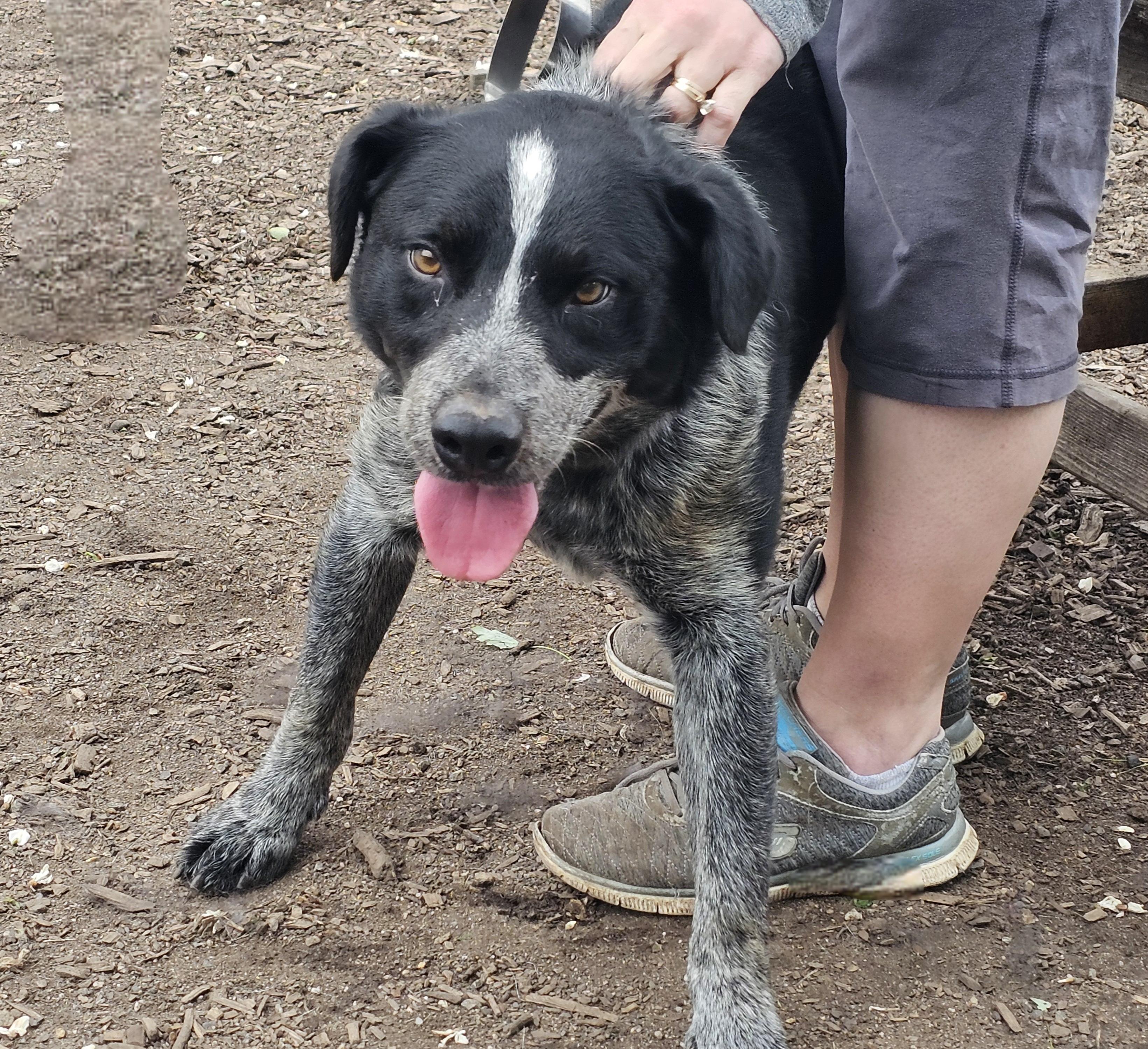 Bluey, a Adoptable mixed breed in Ringwood, NJ image 2/6