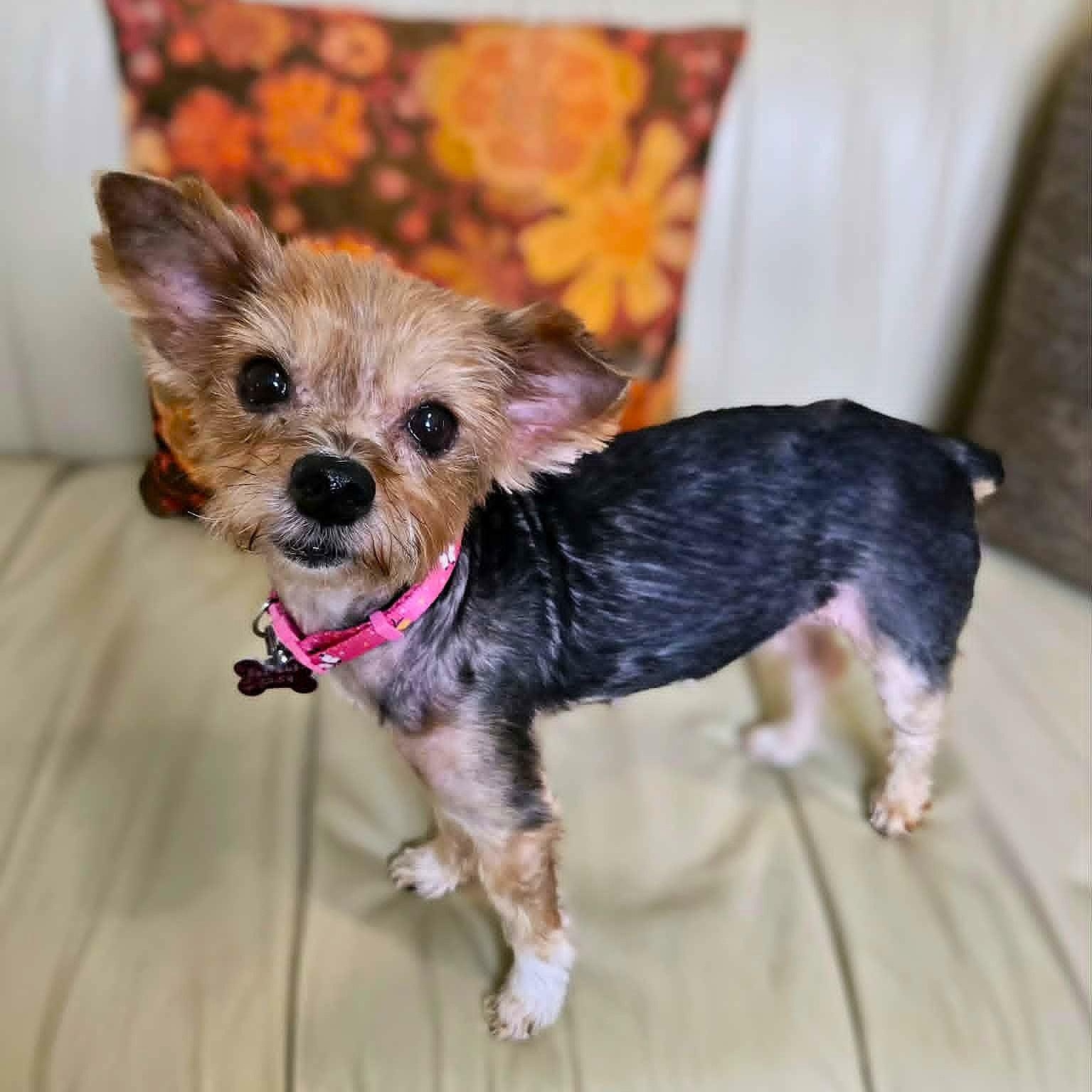 Joanie-8/10/26, an adopted Yorkshire Terrier in Lambertville, NJ image 4/6