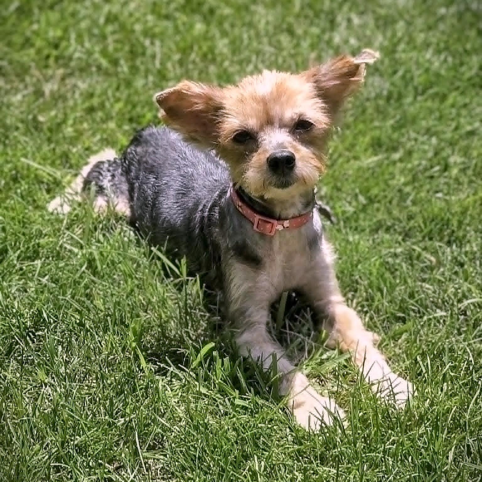 Joanie-8/10/26, an adopted Yorkshire Terrier in Lambertville, NJ image 2/6
