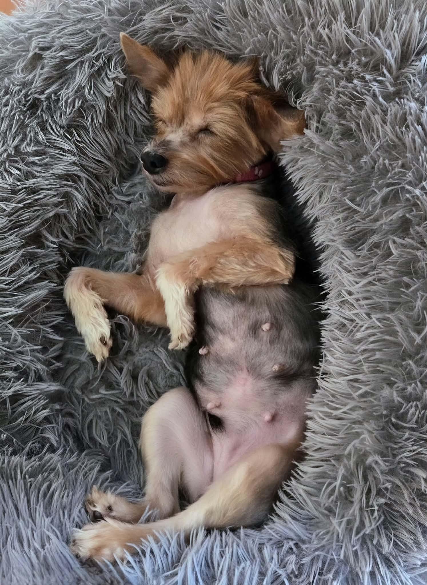 Joanie-8/10/26, an adopted Yorkshire Terrier in Lambertville, NJ image 5/6