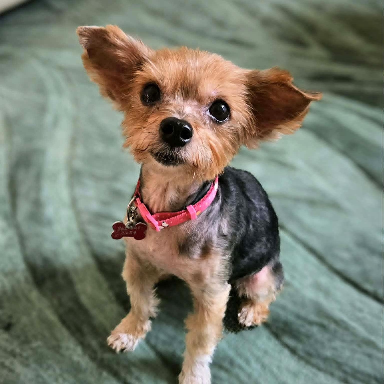 Joanie-8/10/26, adopted, Adult Female Yorkshire Terrier.