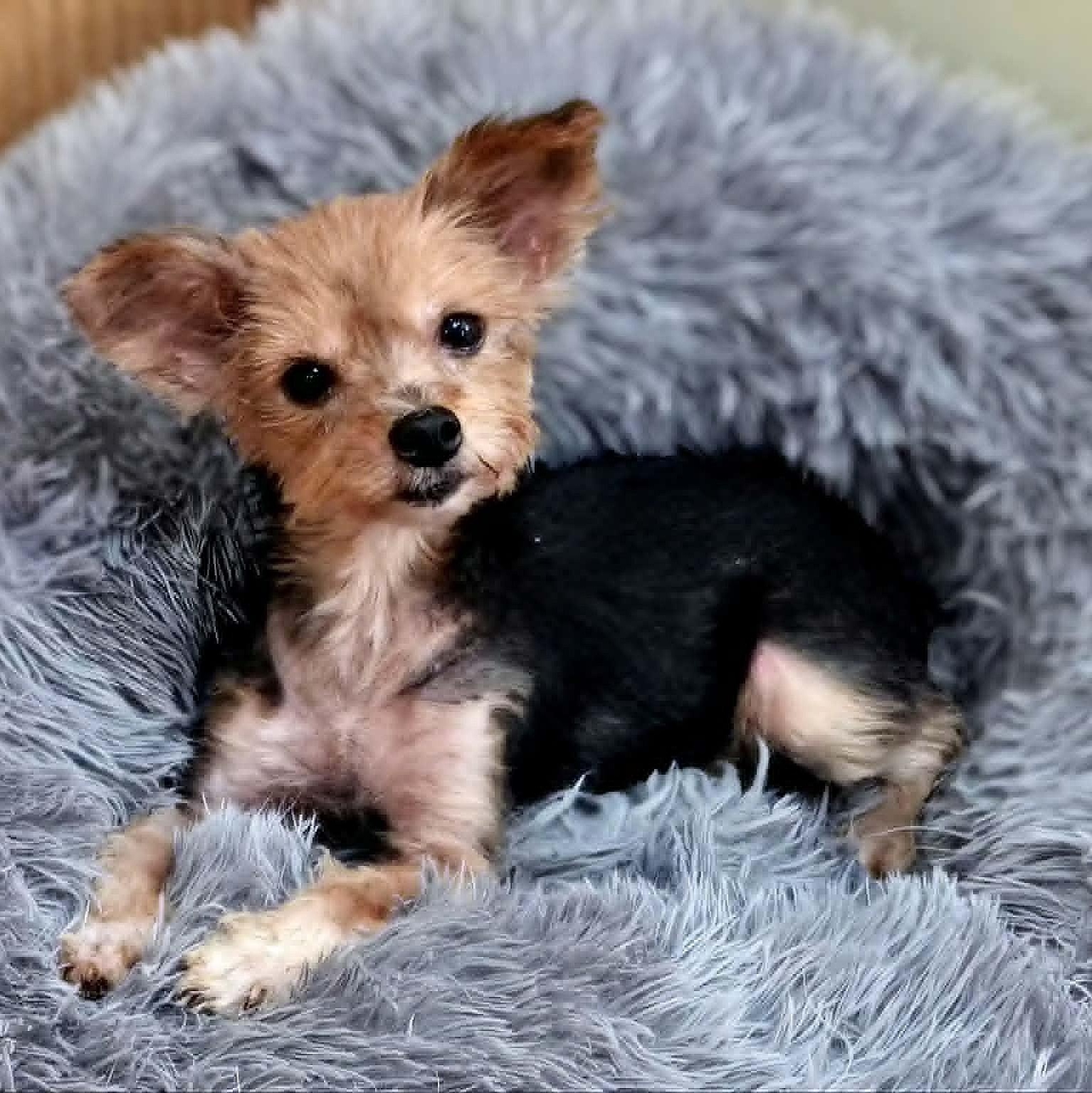 Joanie-8/10/26, an adopted Yorkshire Terrier in Lambertville, NJ image 3/6
