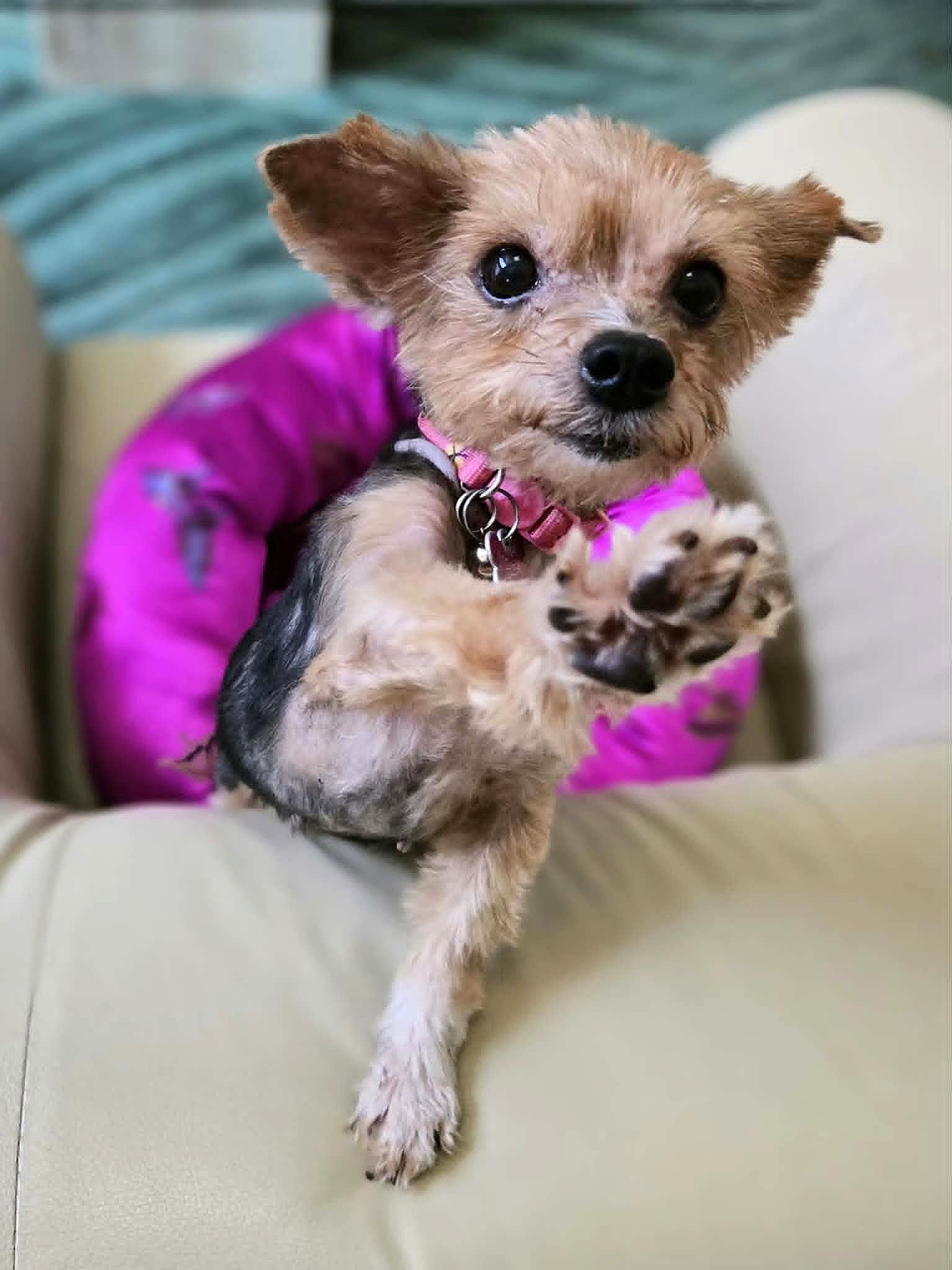 Joanie-8/10/26, an adopted Yorkshire Terrier in Lambertville, NJ image 6/6