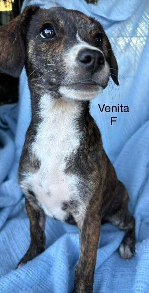 Enlarge Venita, a Adoptable mixed breed in Waunakee, WI image 1/6