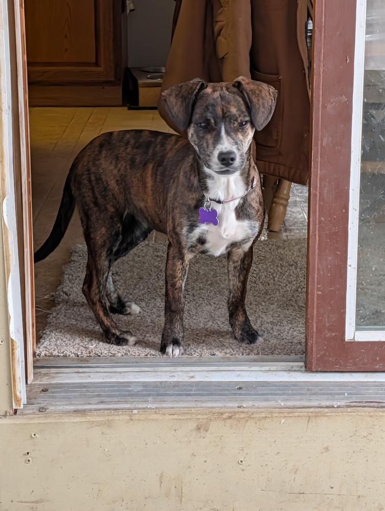 Enlarge Venita, a Adoptable mixed breed in Waunakee, WI image 2/6