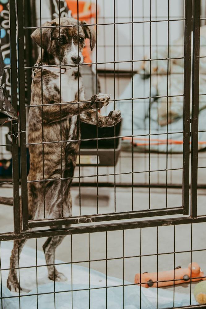 Enlarge Venita, a Adoptable mixed breed in Waunakee, WI image 3/6