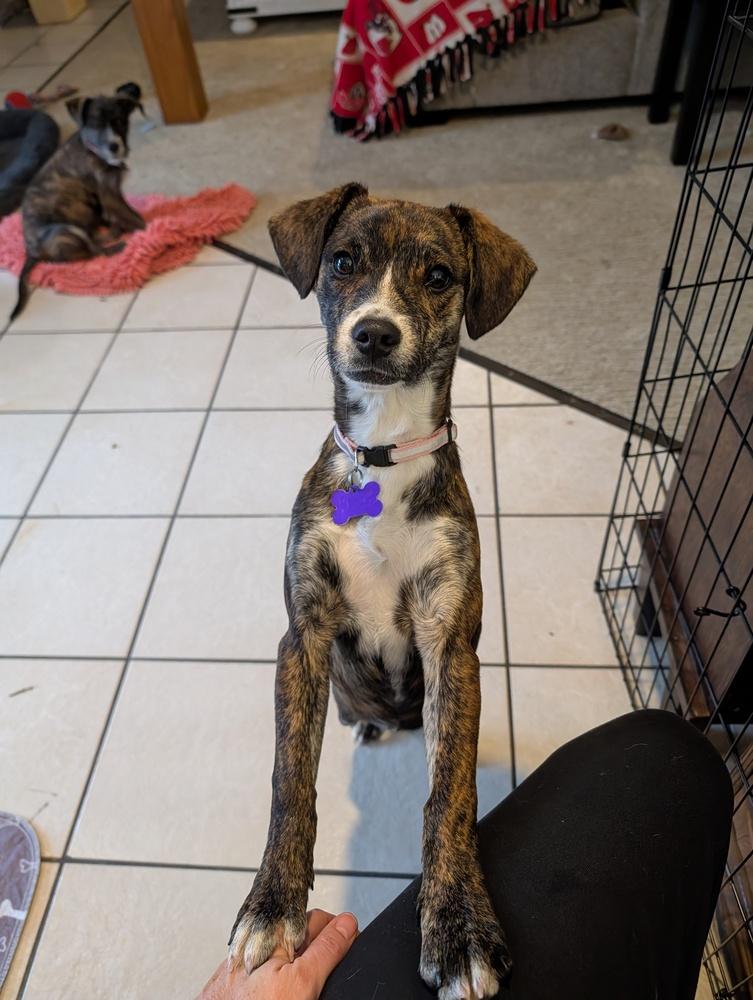 Enlarge Venita, a Adoptable mixed breed in Waunakee, WI image 4/6