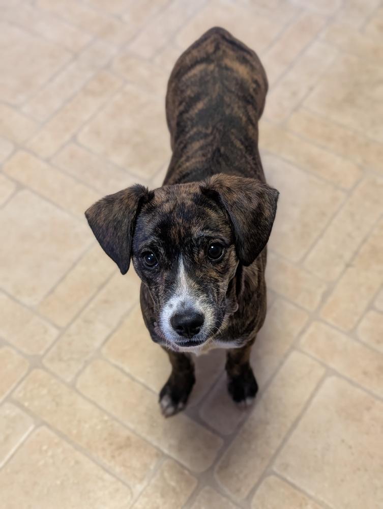 Enlarge Venita, a Adoptable mixed breed in Waunakee, WI image 5/6