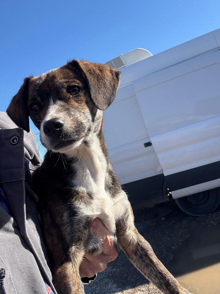 Enlarge Venita, a Adoptable mixed breed in Waunakee, WI image 6/6