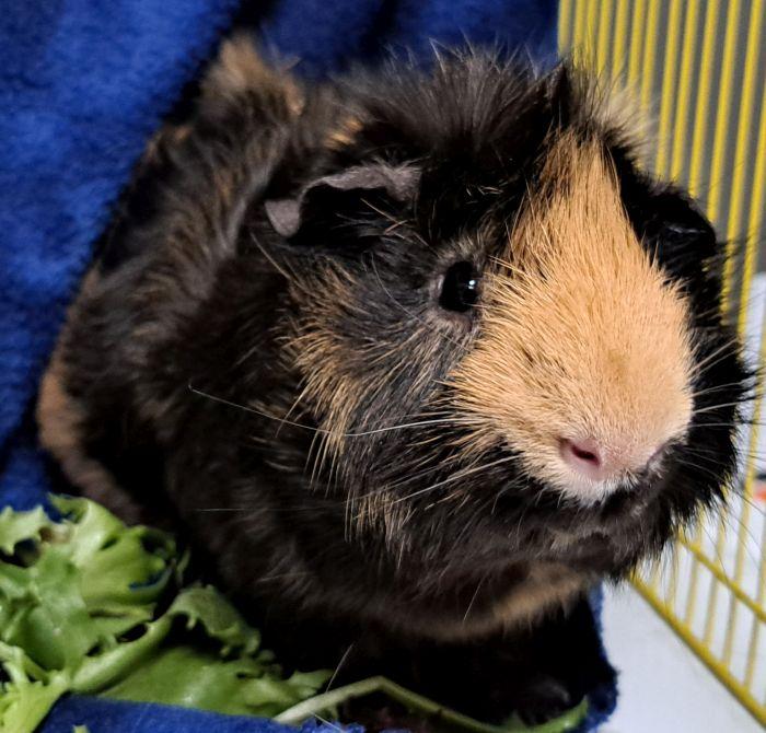 Enlarge Bean (M), a ADOPTABLE Abyssinian in Gary, IN image 1/2