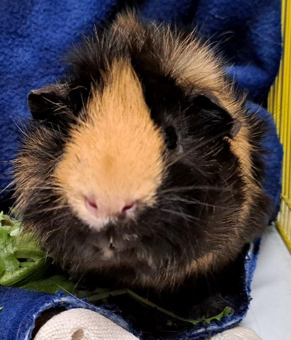 Enlarge Bean (M), a ADOPTABLE Abyssinian in Gary, IN image 2/2