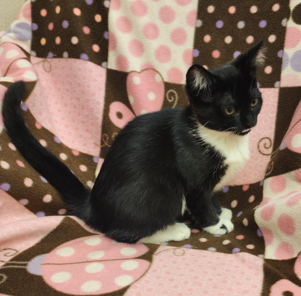 Mabel, Adoptable, Kitten Female Domestic Short Hair.