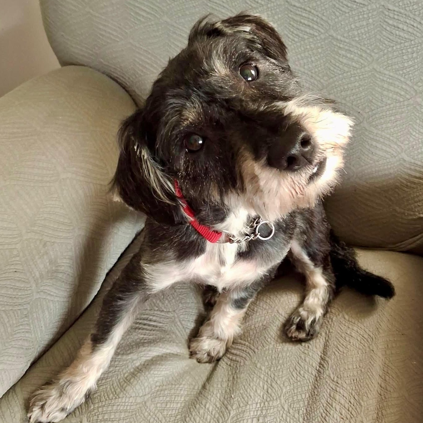 SALLY, an adopted mixed breed in Schnecksville, PA image 2/2