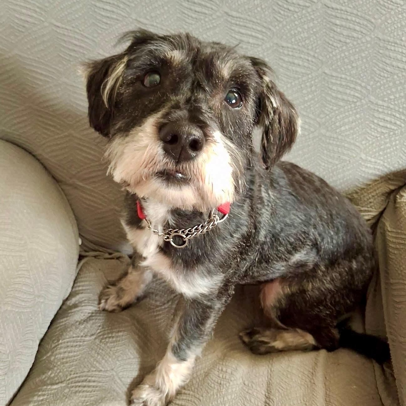 SALLY, adopted, Young Female Schnauzer.
