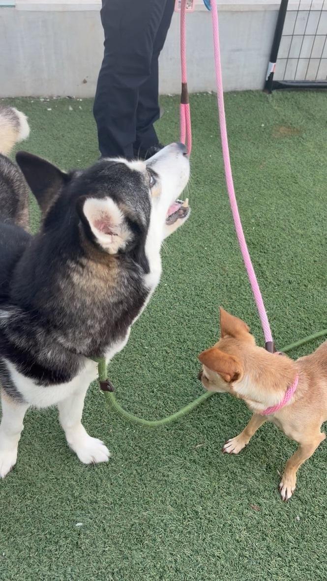 Enlarge Marshmallow, a ADOPTABLE Husky in Los Angeles, CA image 2/6