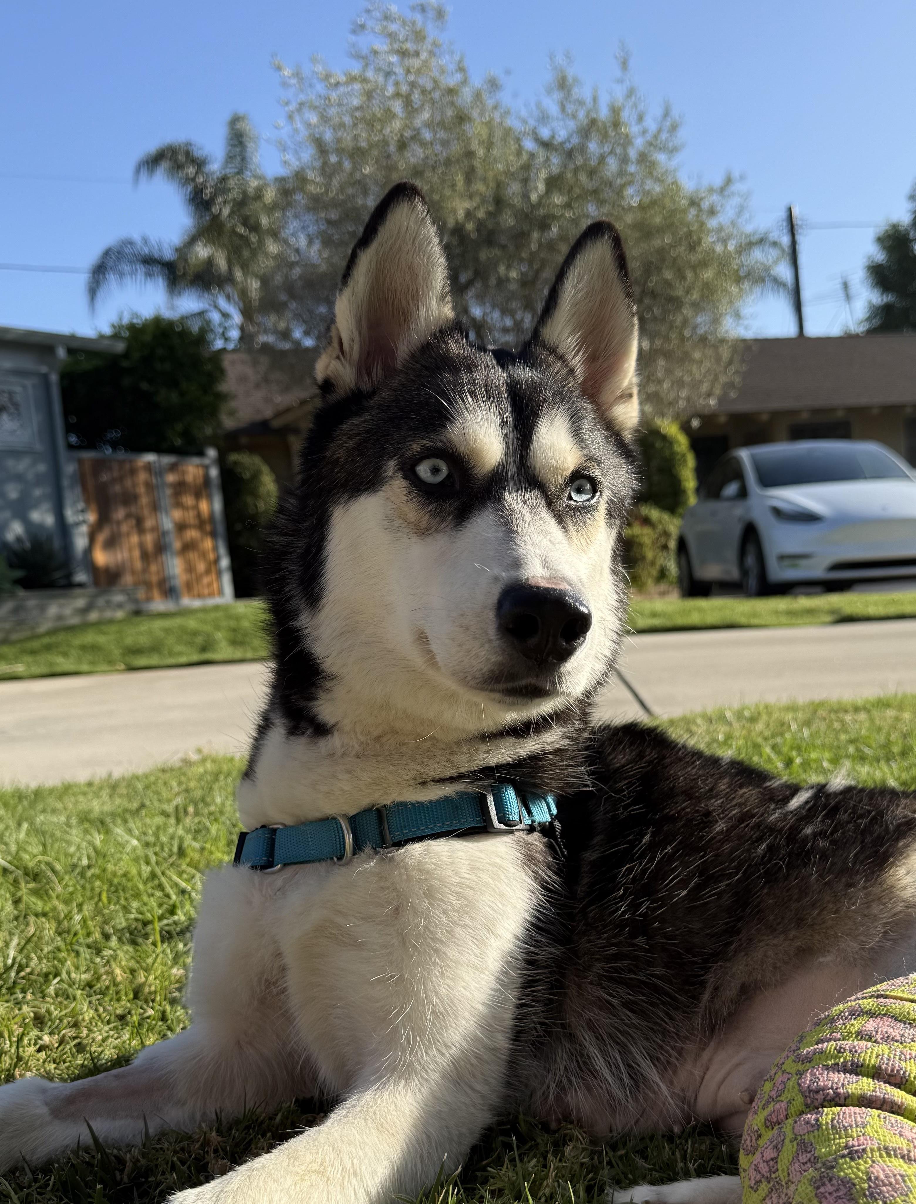 Enlarge Marshmallow, a ADOPTABLE Husky in Los Angeles, CA image 5/6