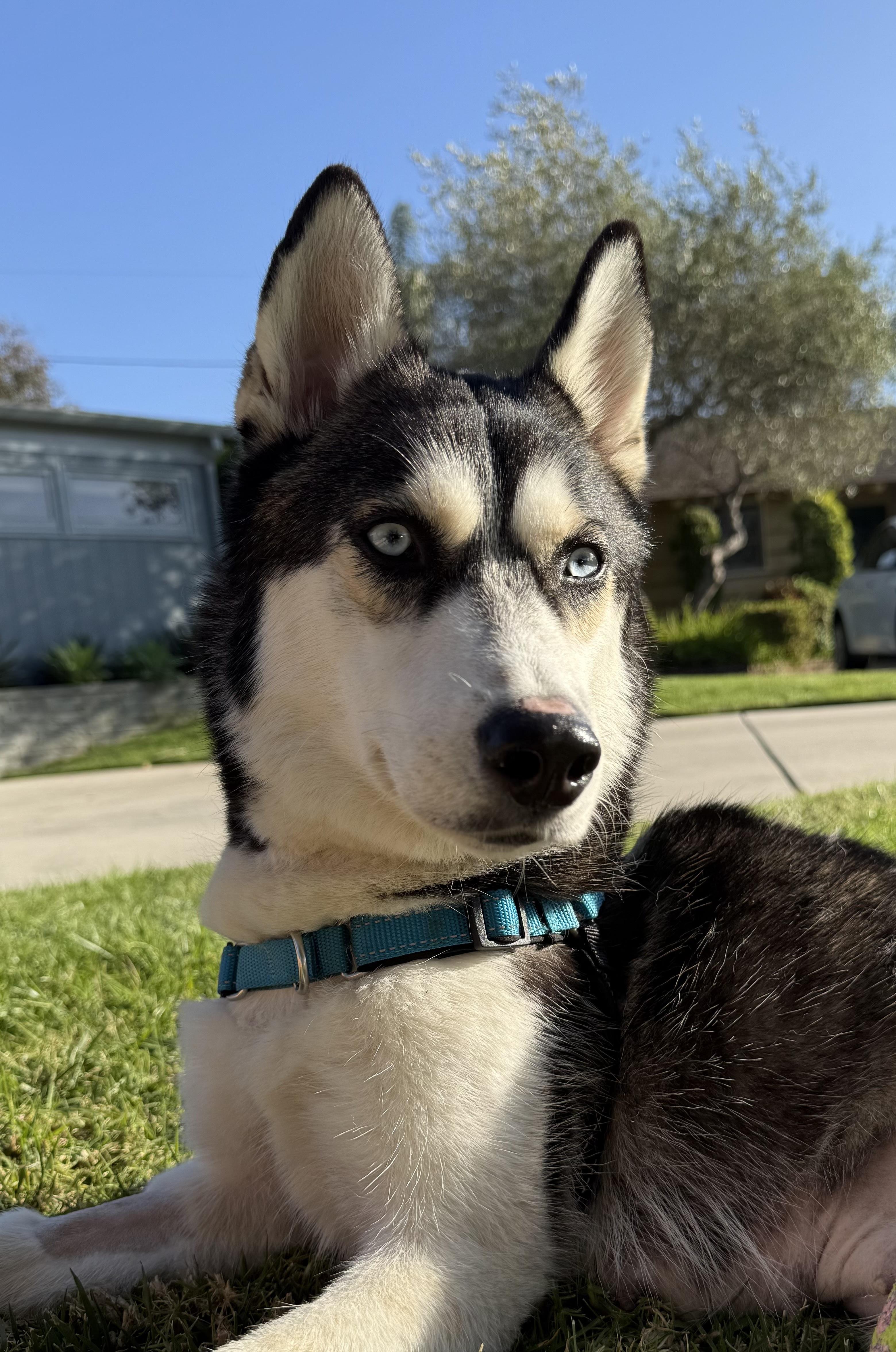 Enlarge Marshmallow, a ADOPTABLE Husky in Los Angeles, CA image 4/6
