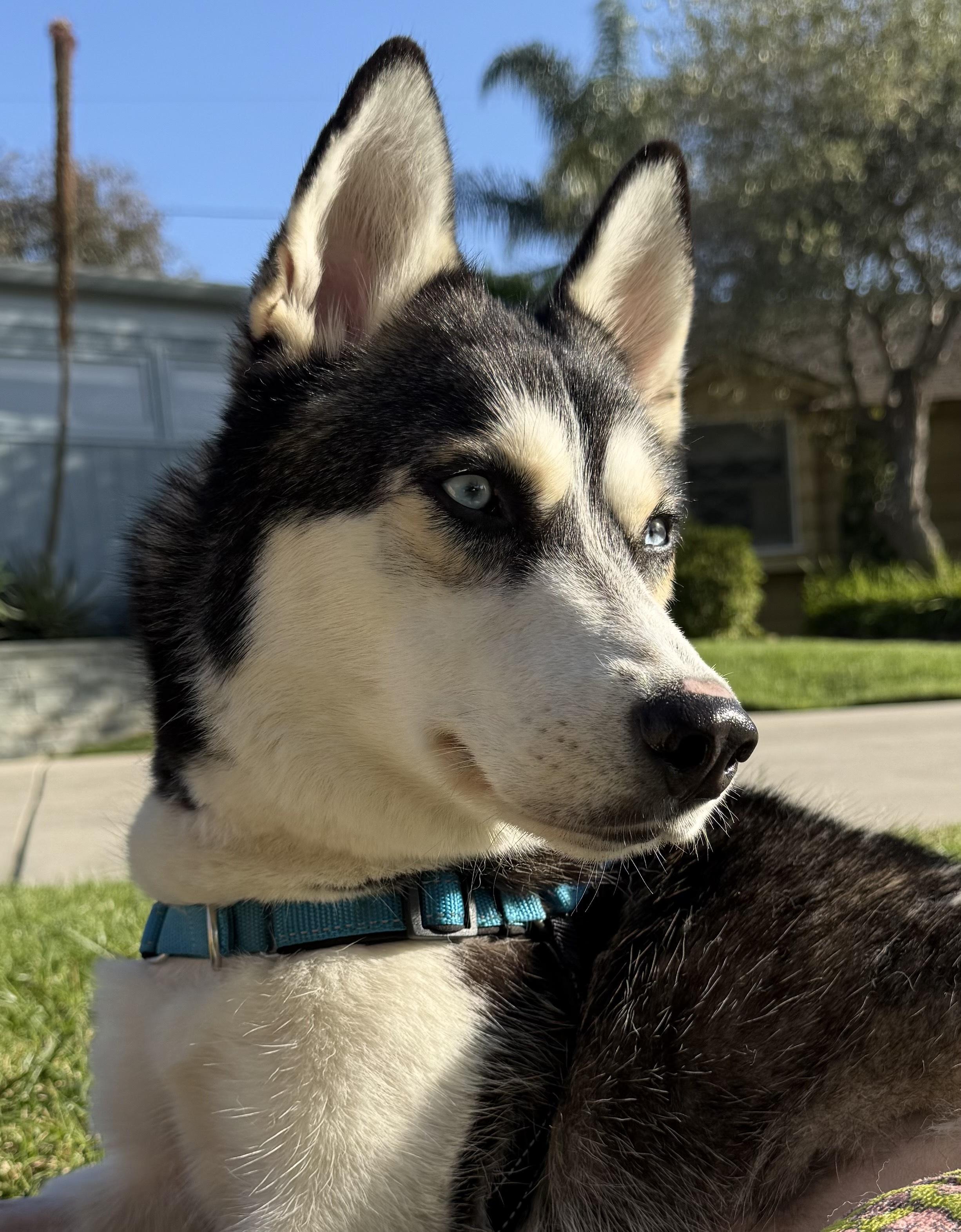 Enlarge Marshmallow, a ADOPTABLE Husky in Los Angeles, CA image 6/6