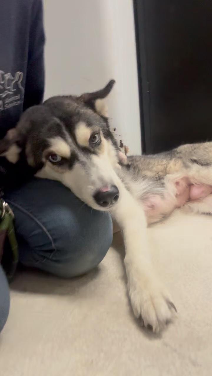 Enlarge Marshmallow, a ADOPTABLE Husky in Los Angeles, CA image 3/6
