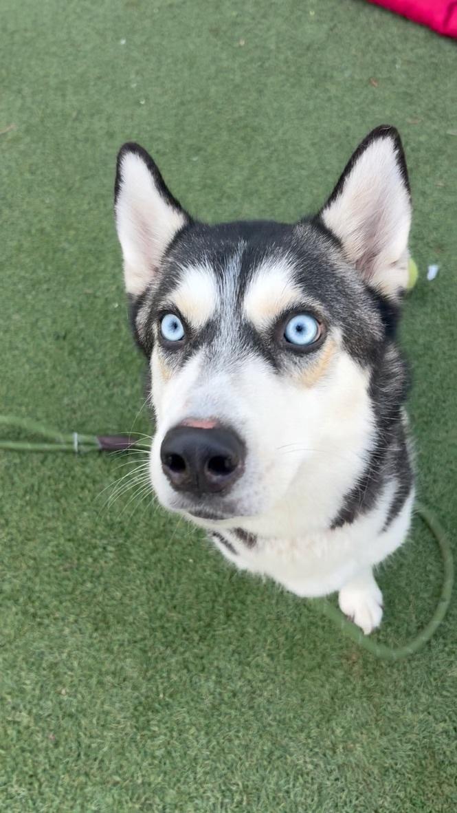 Enlarge Marshmallow, a ADOPTABLE Husky in Los Angeles, CA image 1/6