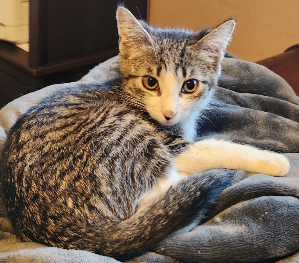 Shy, Adoptable, Kitten Male Domestic Short Hair.