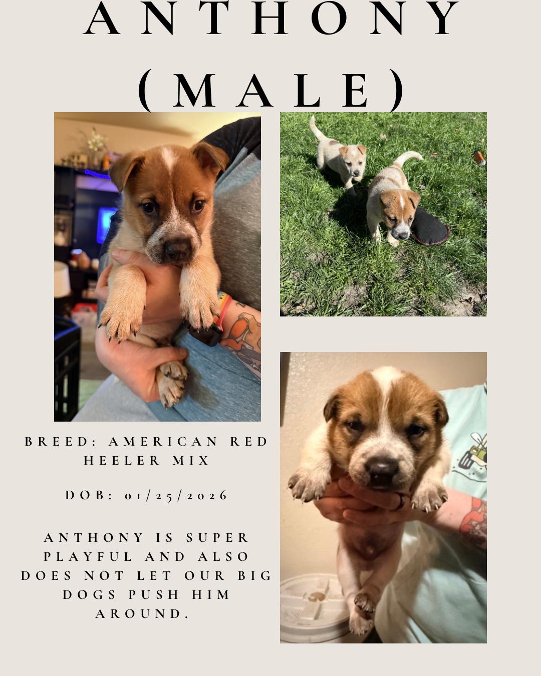 Enlarge Anthony, an adopted mixed breed in Klamath Falls, OR image 1/1