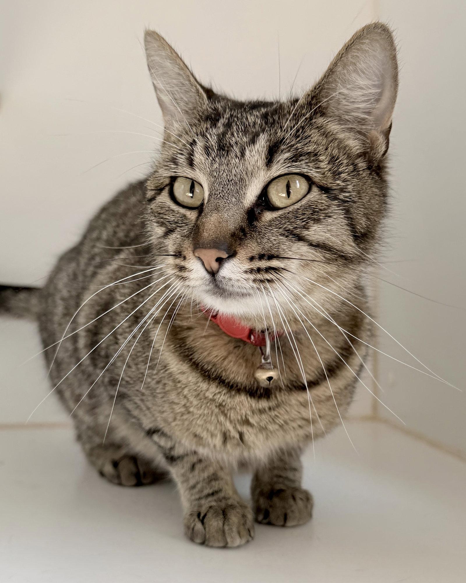 Enlarge Miss Marple, a Adopted Domestic Short Hair in Oakland, CA image 1/3