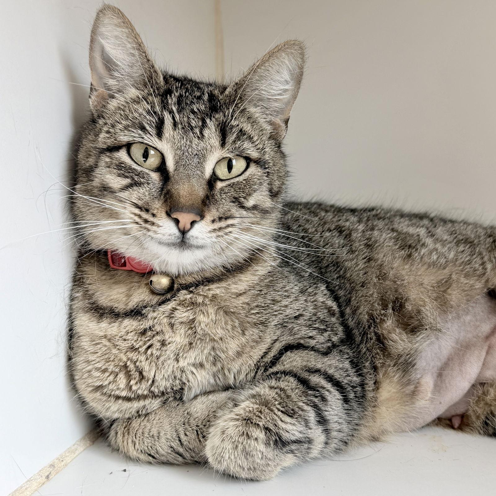 Enlarge Miss Marple, a Adopted Domestic Short Hair in Oakland, CA image 2/3