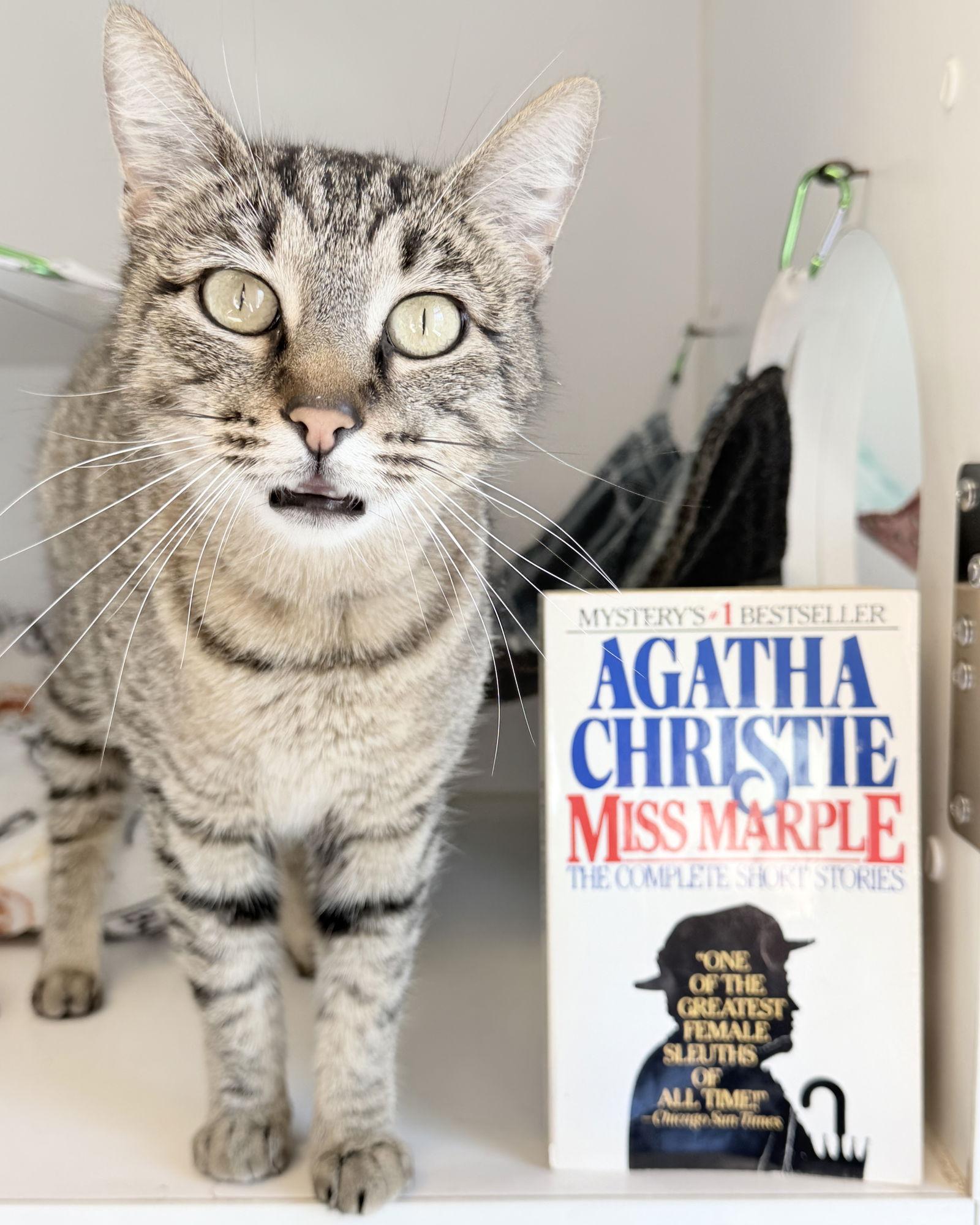 Enlarge Miss Marple, a Adopted Domestic Short Hair in Oakland, CA image 3/3