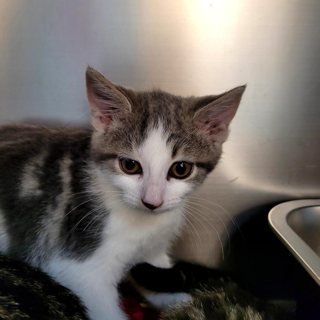 June, Adoptable, Kitten Female Domestic Short Hair.