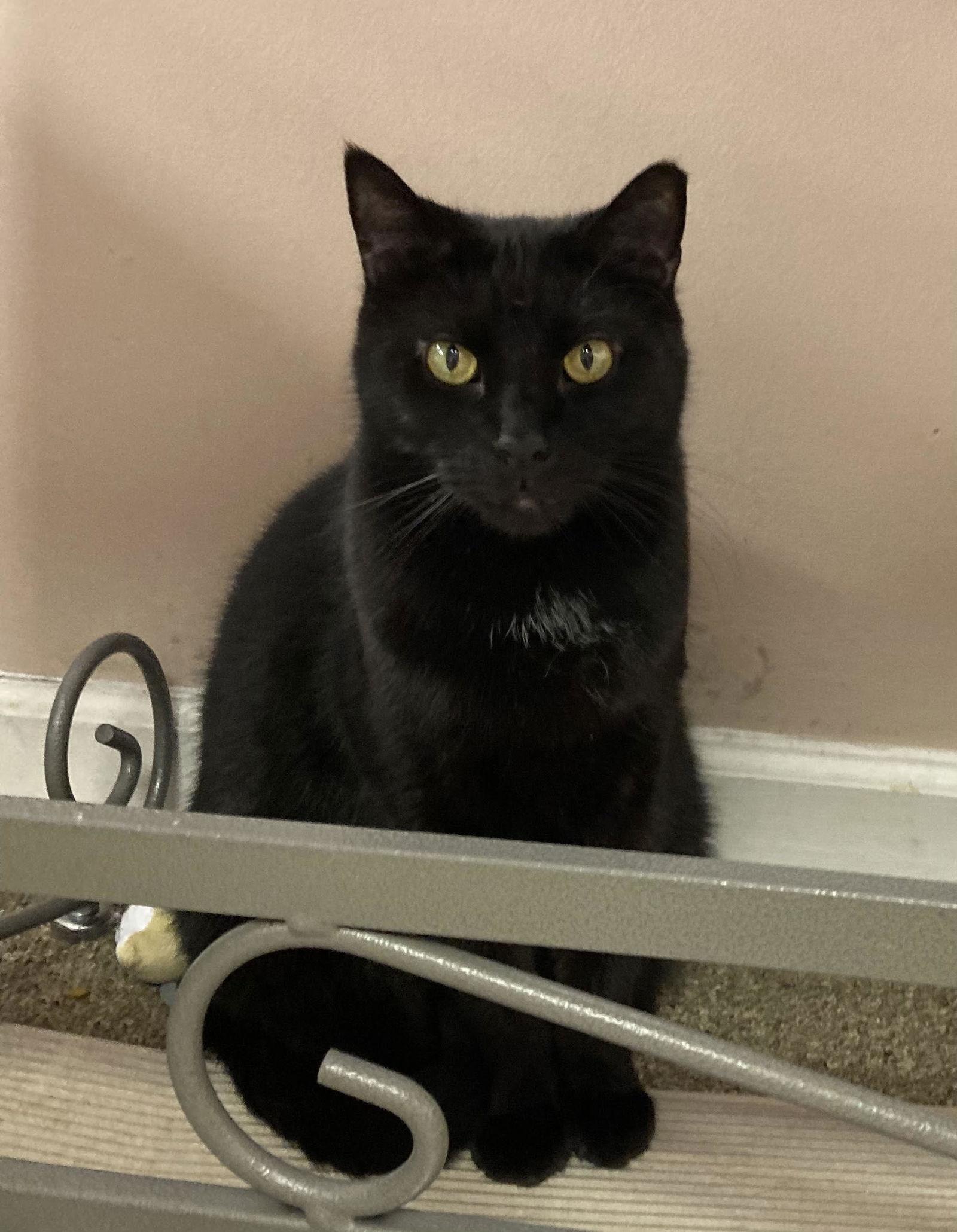 JuJu, Adoptable, Senior Male American Shorthair.