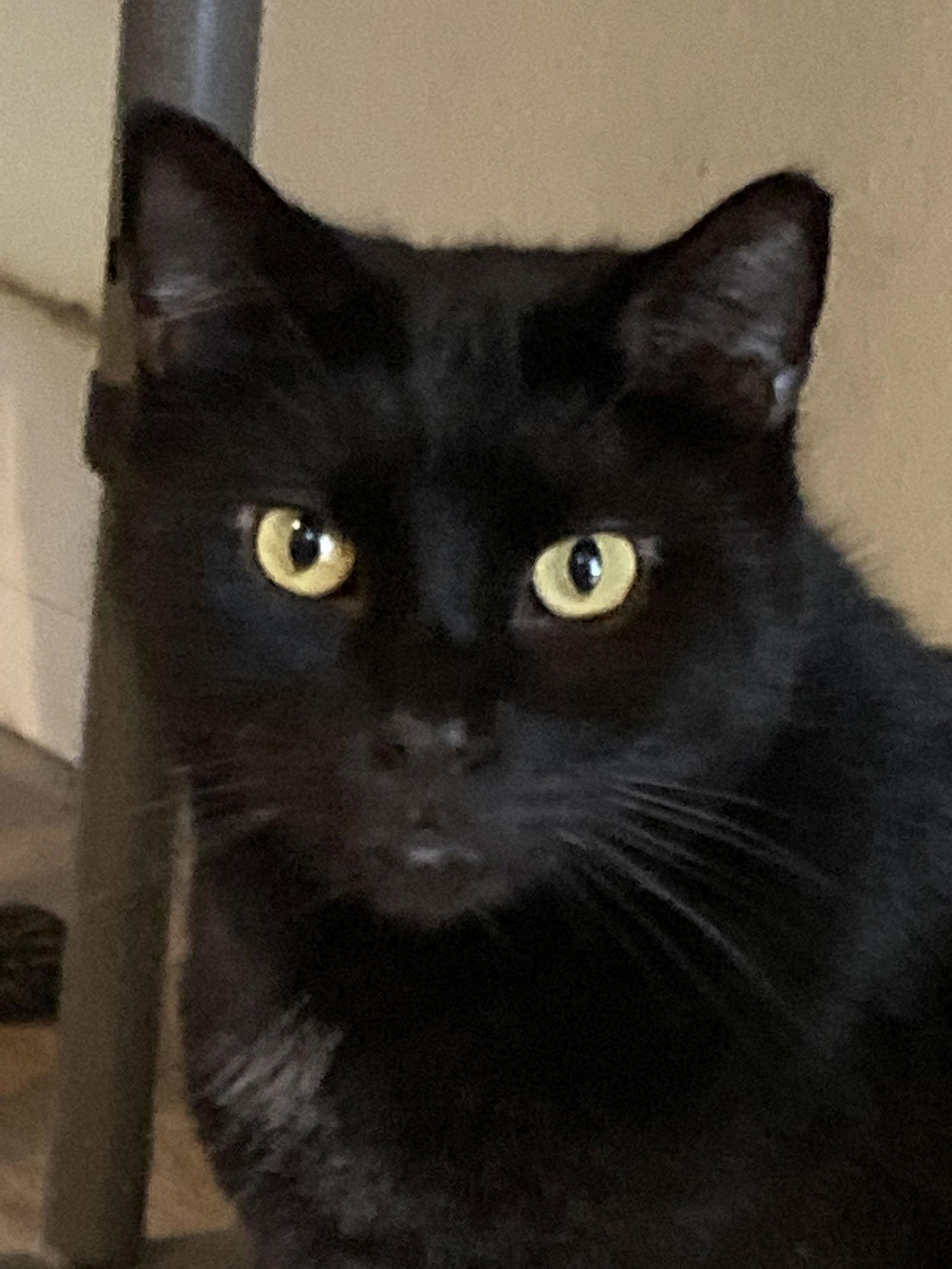 JuJu, a Adoptable American Shorthair in Pensacola, FL image 2/2