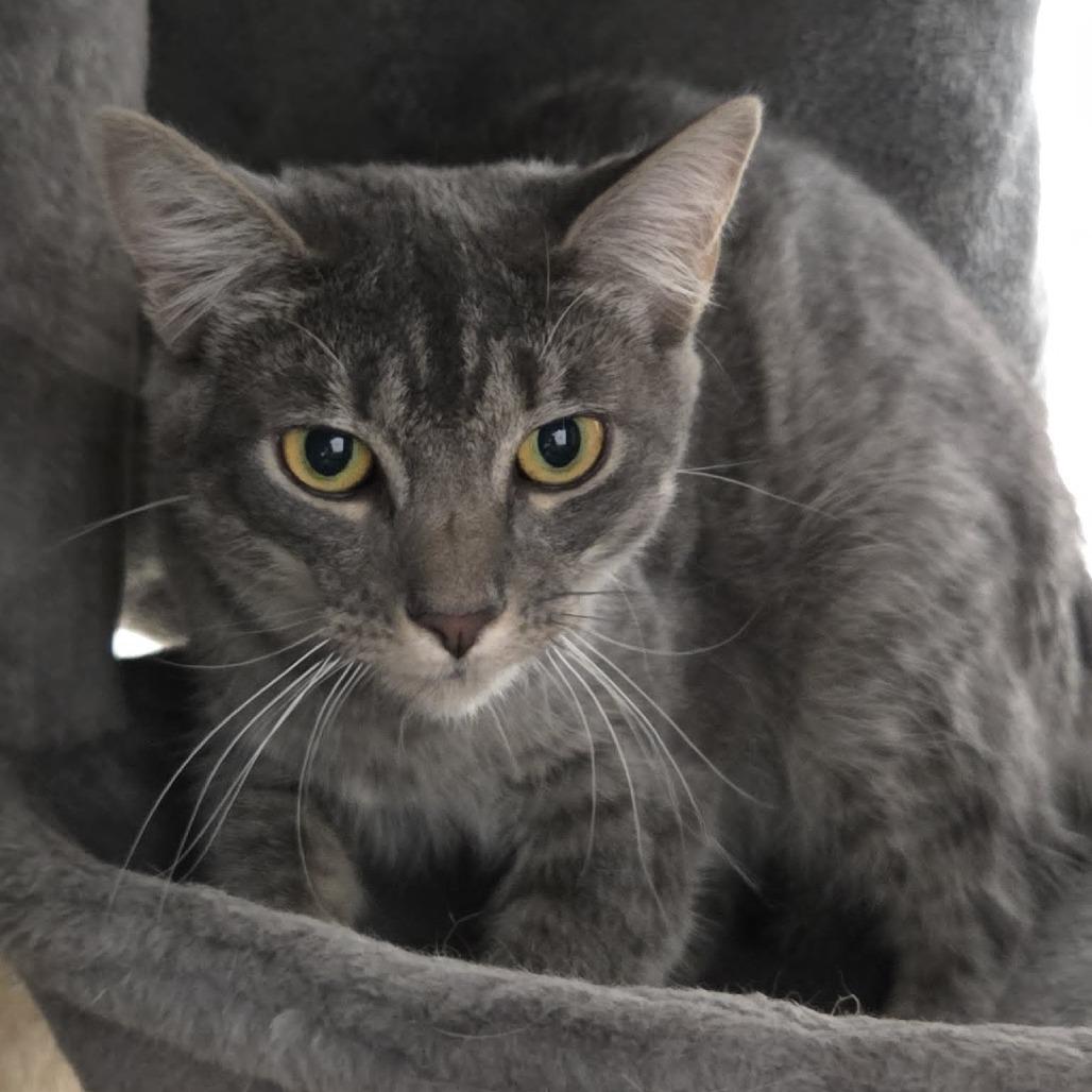 Enlarge Angel, a Adoptable Domestic Short Hair in Ballston Spa, NY image 1/2
